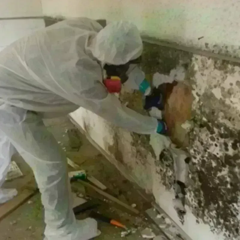 Mold Remediation and Removal in Danbury, NC